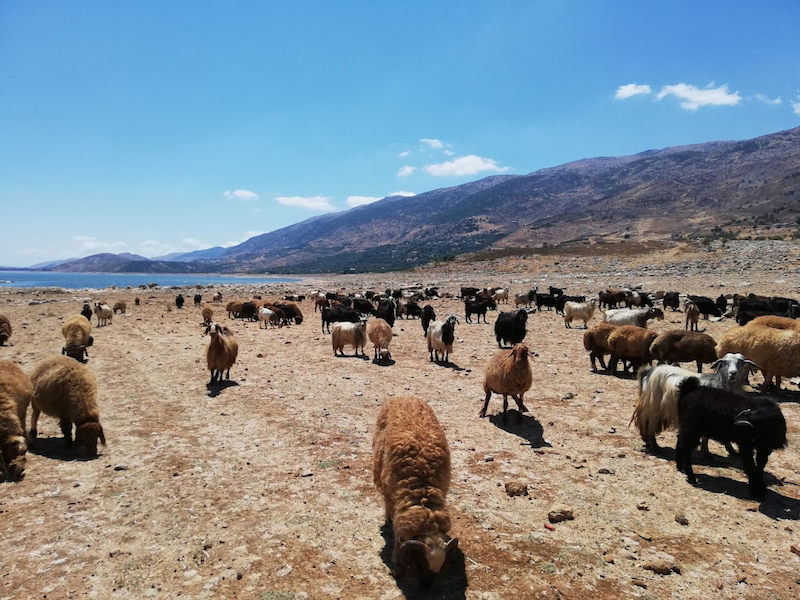 Sheep on the shore of the lake Qaraoun, under.a bright blue sky